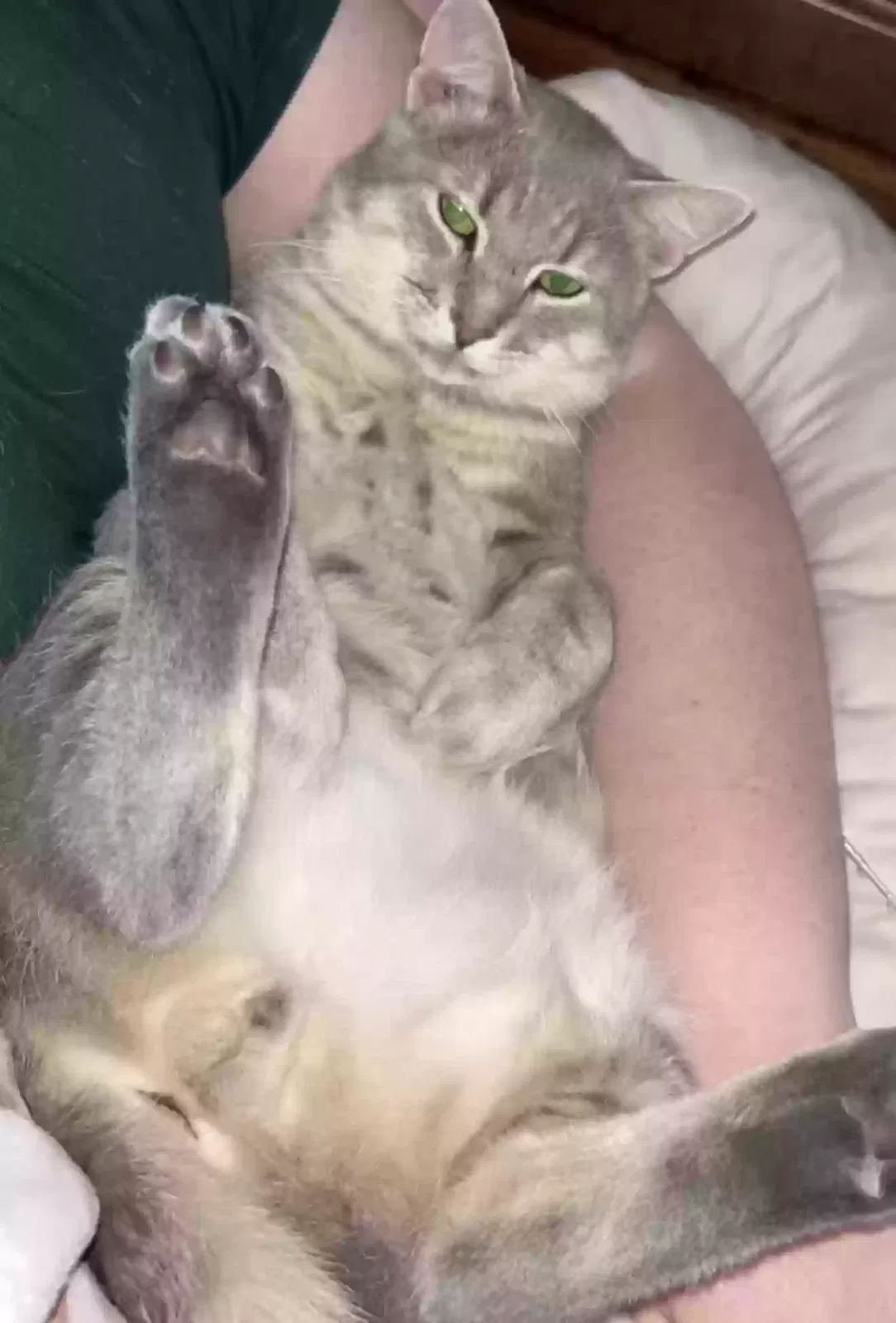 Lost cat in Hallsboro, NC, 28442