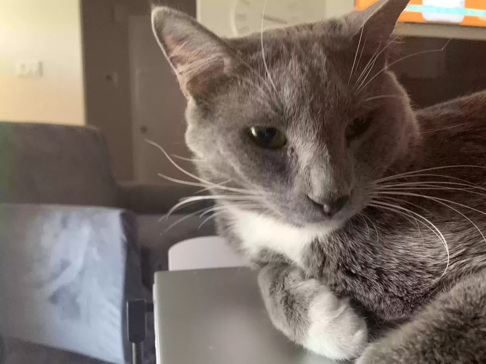 Lost cat in Fort Worth, TX, 76137