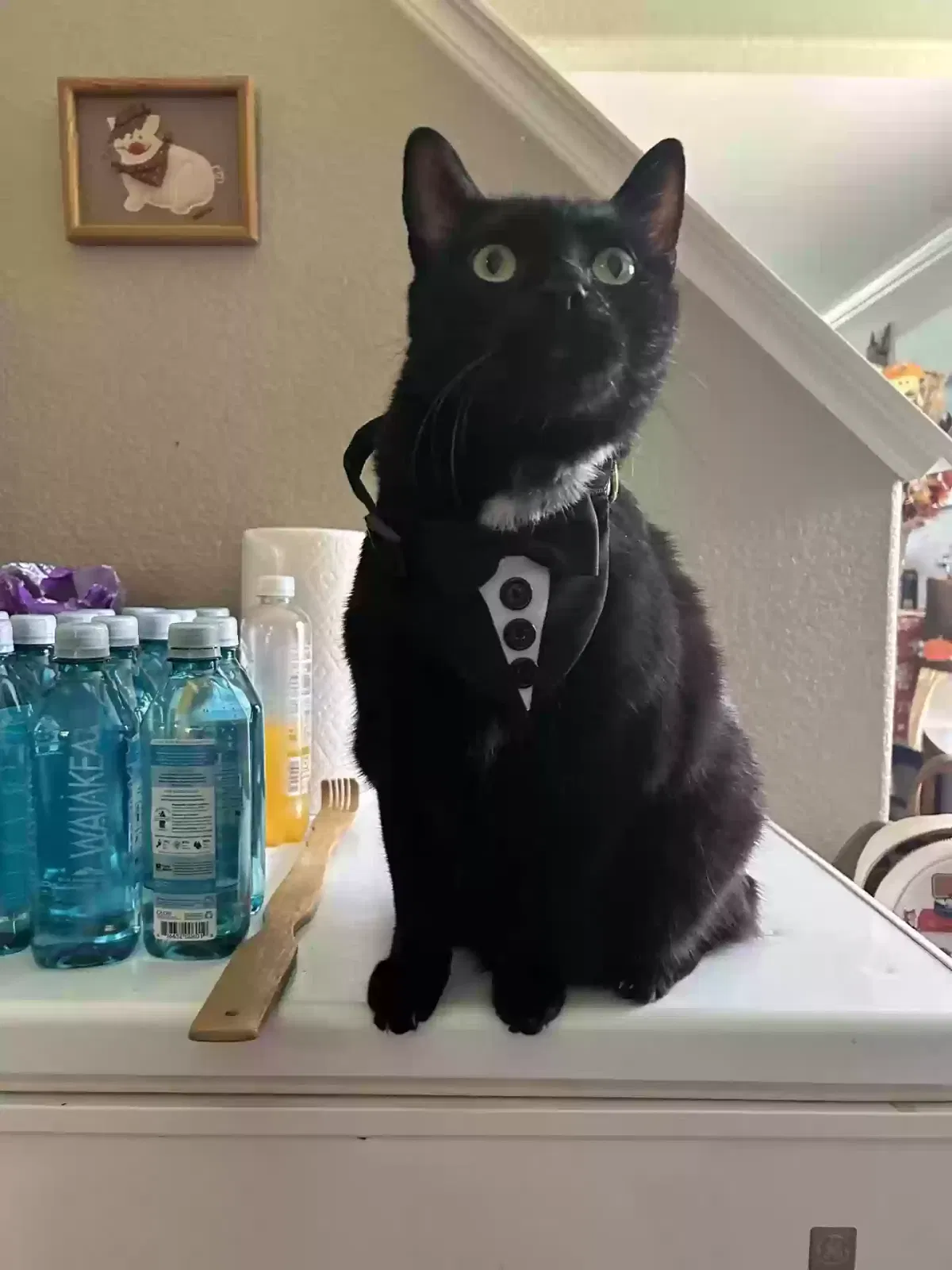 Lost cat in Erie, CO, 80516