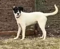 Lost dog in Bonnerdale, AR, 71933