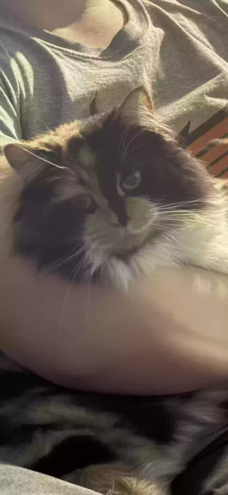 Lost cat in Quartzsite, AZ, 85346