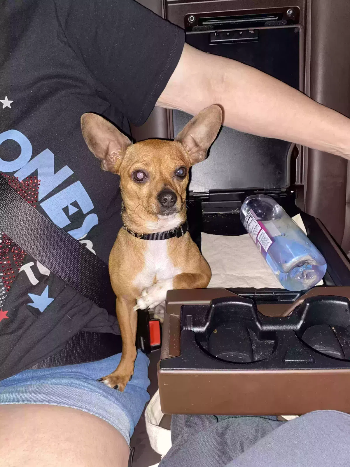 Lost dog in Wilmington, DE, 19805