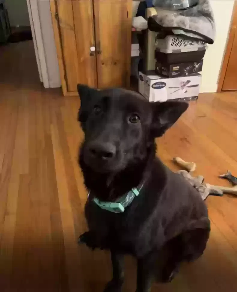 Found dog in Laurinburg, NC, 28352