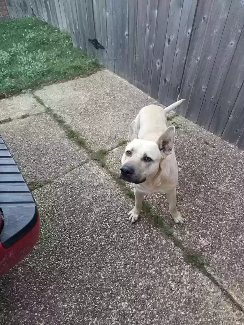 Found dog in Memphis, TN, 38115