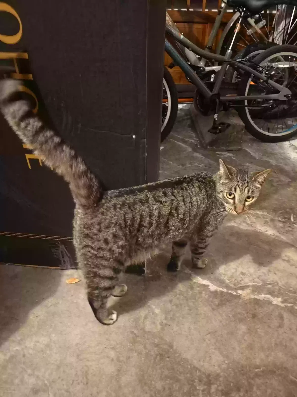 Found cat in Riverview, FL, 33569