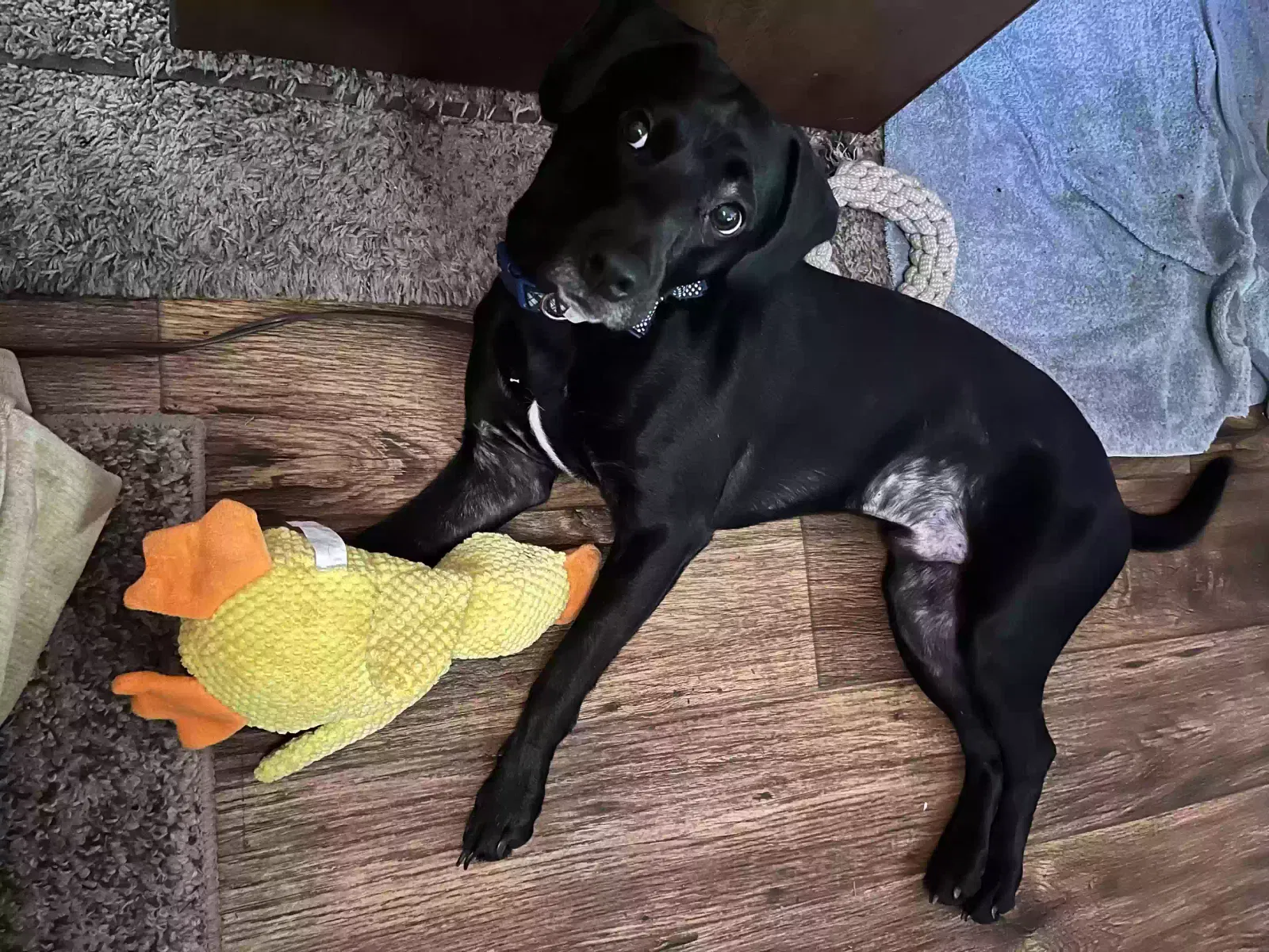 Lost dog in Summerville, SC, 29483