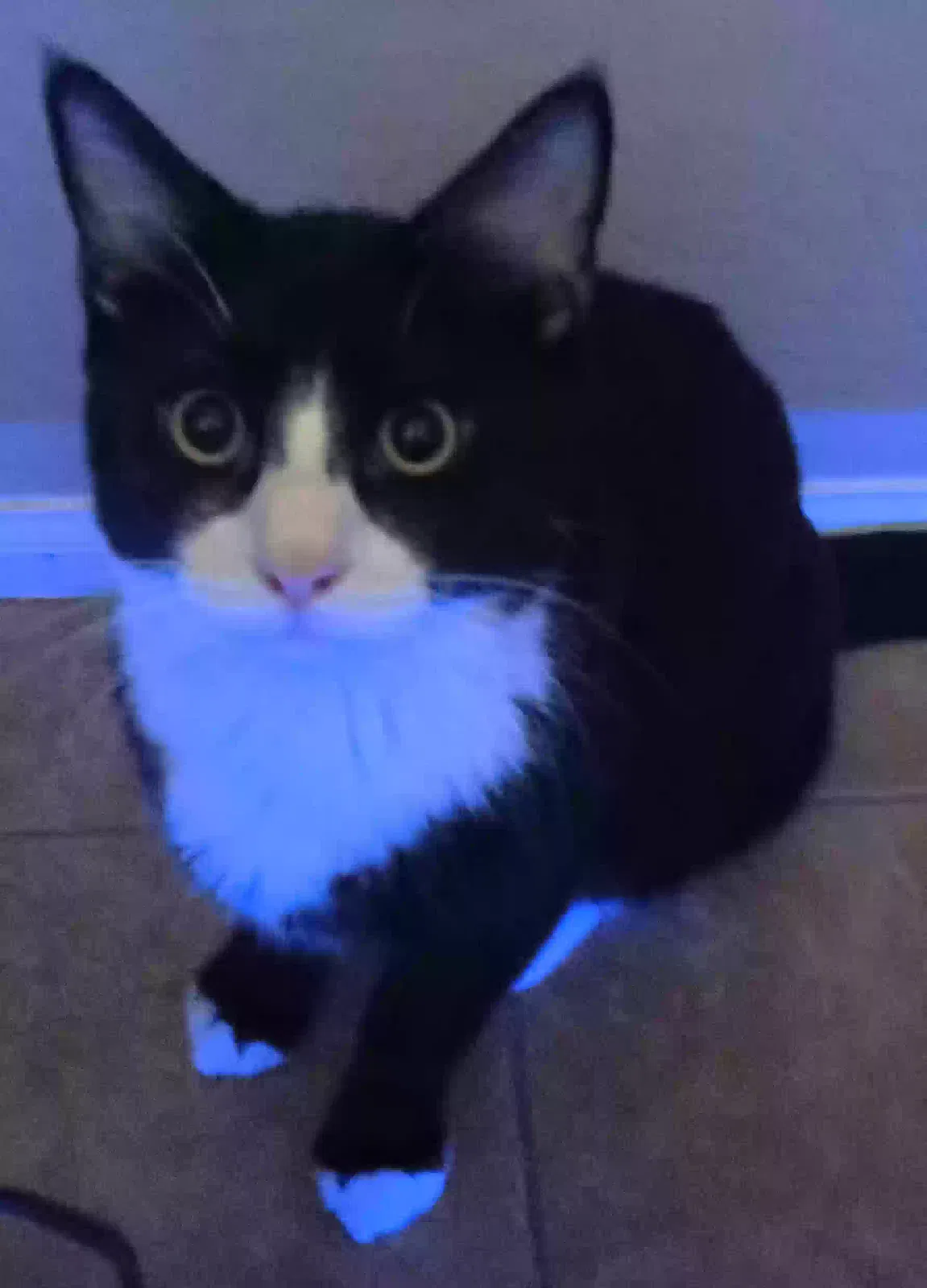 Lost cat in Maricopa, AZ, 85138
