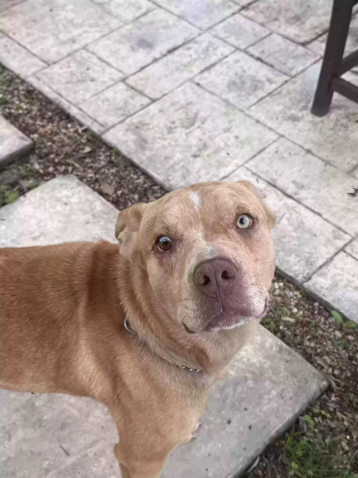 Found dog in Livingston, TX, 77351