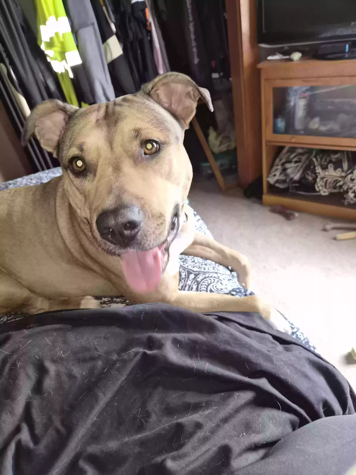 Lost dog in Belle Vernon, PA, 15012
