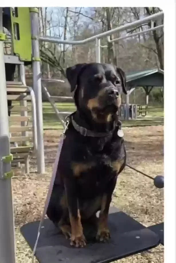 Lost dog in Rockwood, TN, 37854