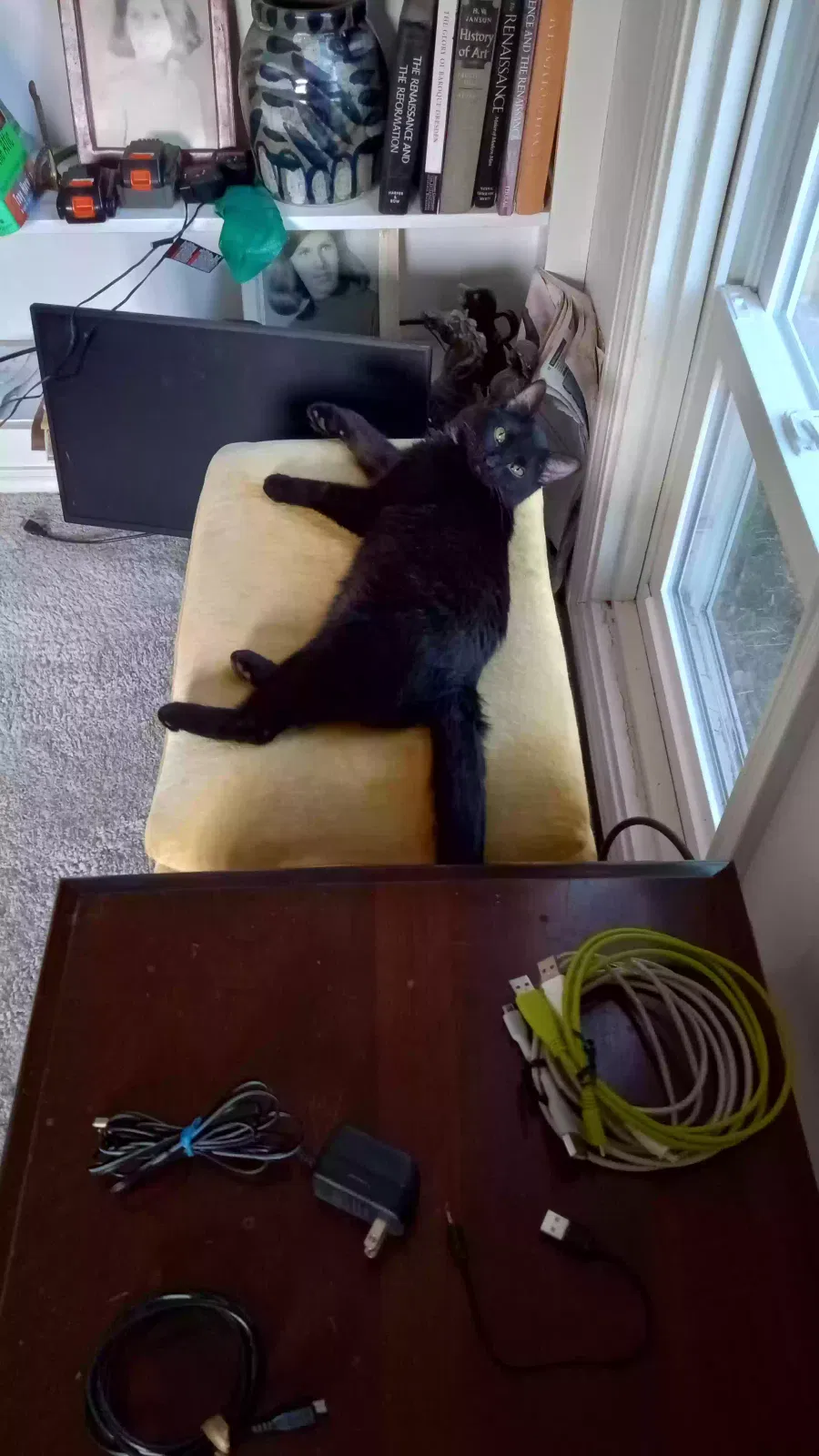 Lost cat in Carbondale, IL, 62903