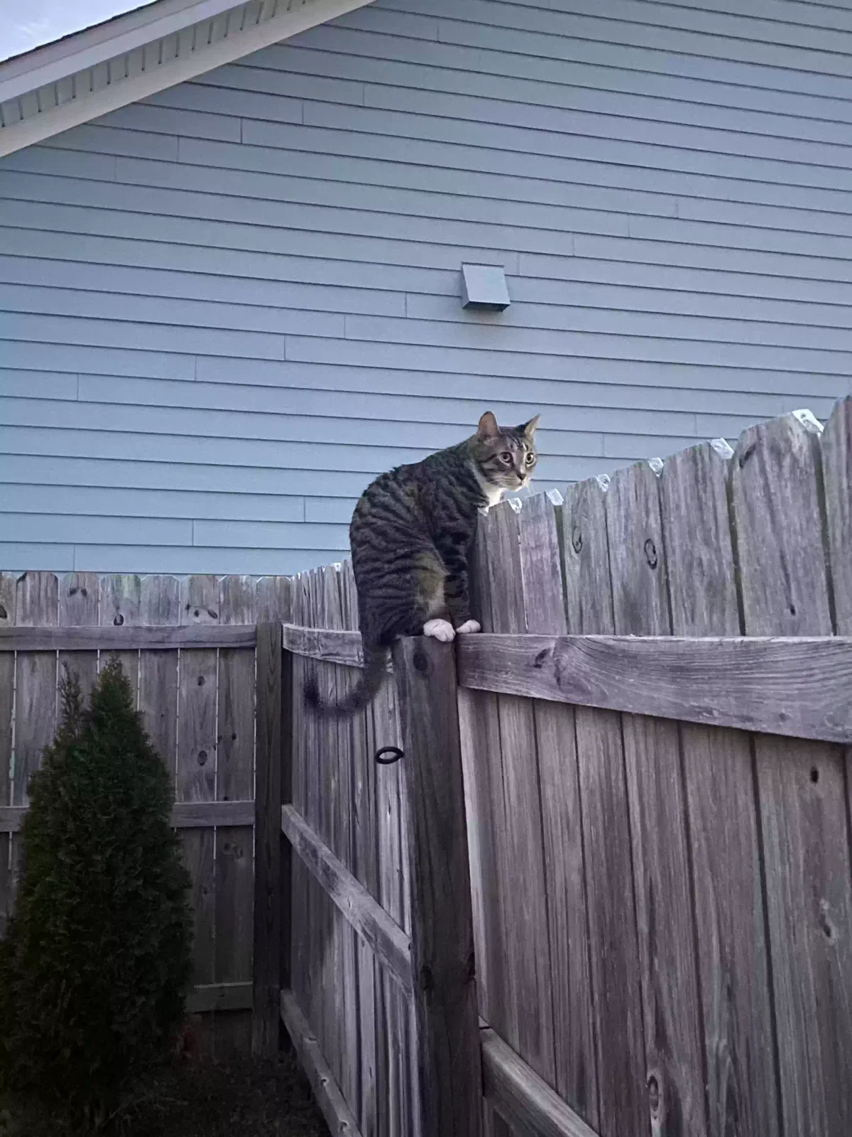Lost cat in Tallahassee, FL, 32308