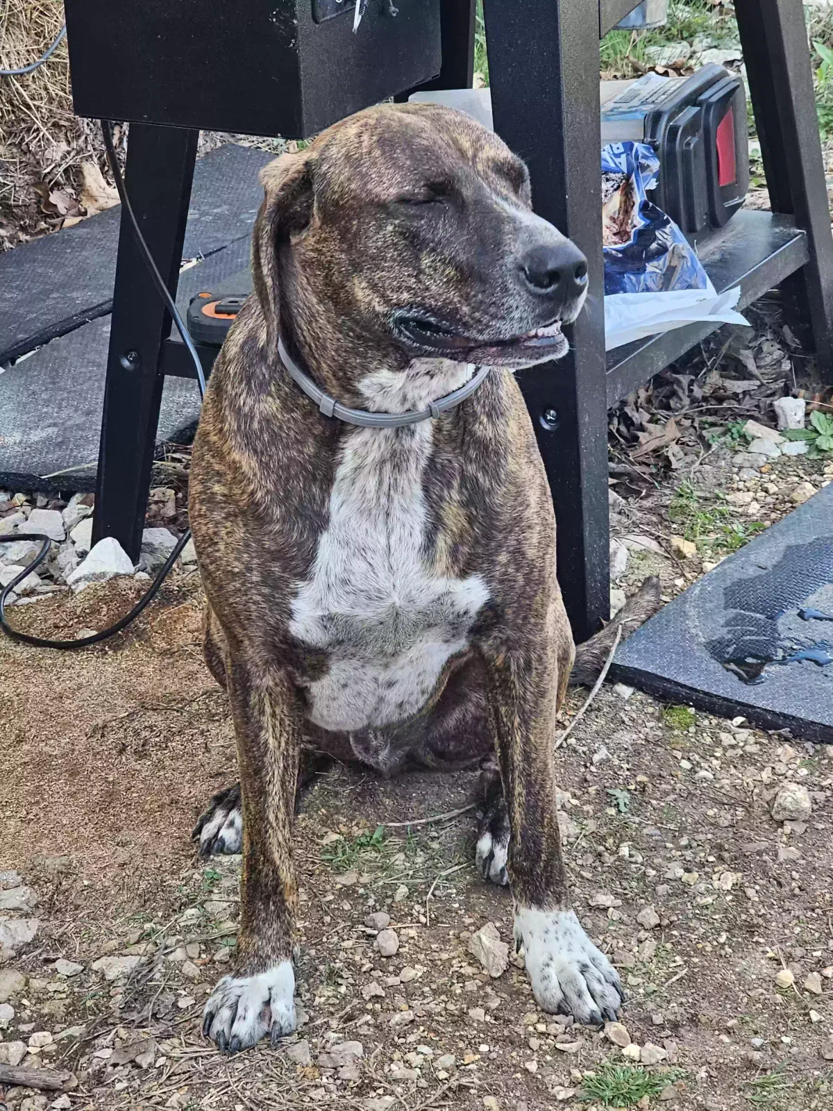 Found dog in Salem, MO, 65560