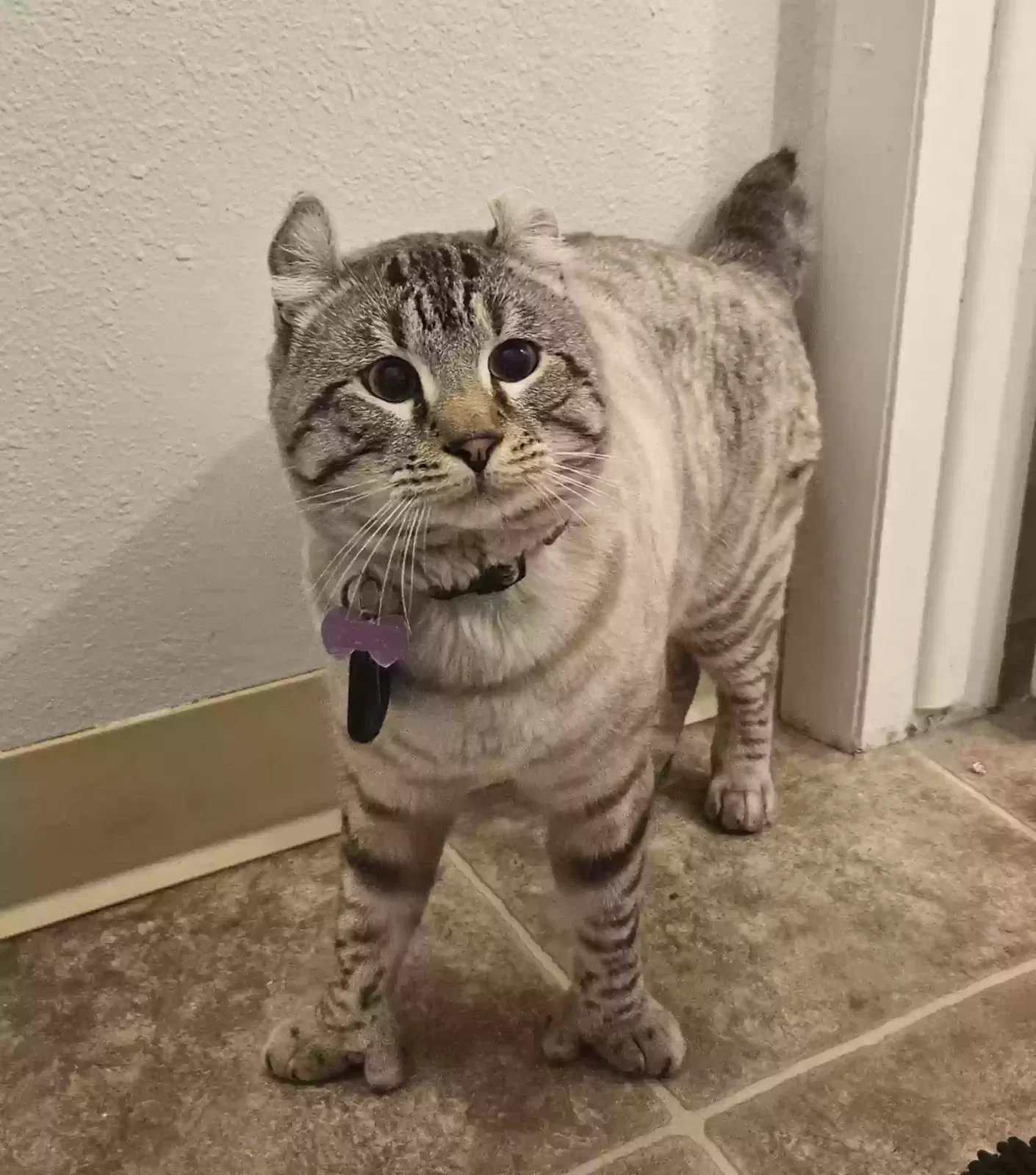 Missing Cat