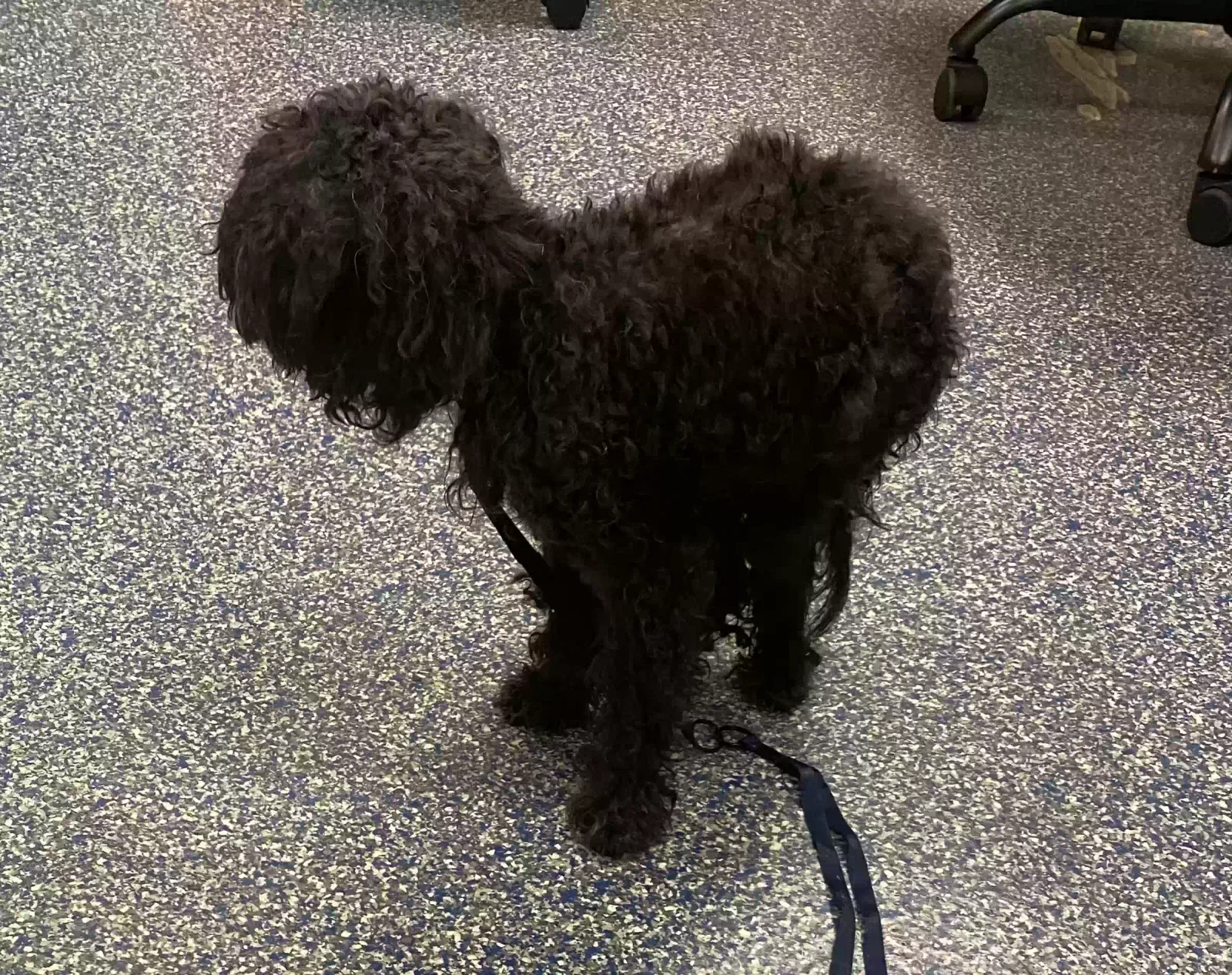 Found dog in Chester, PA, 19013