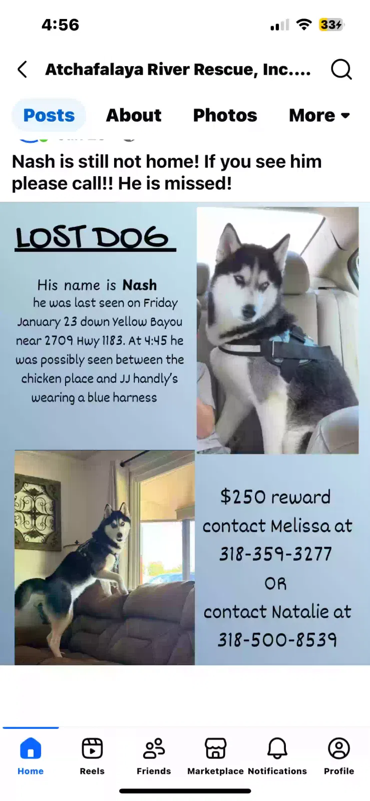 Lost dog in Simmesport, LA, 71369