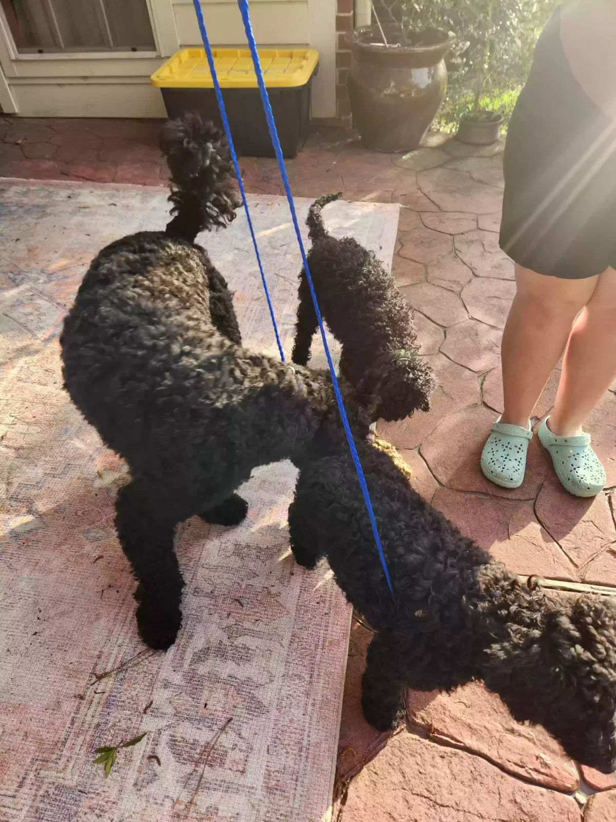 Found dog in Houston, TX, 77044