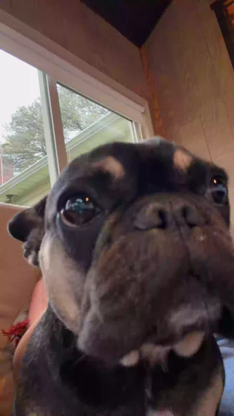 Lost dog in Parkton, MD, 21120