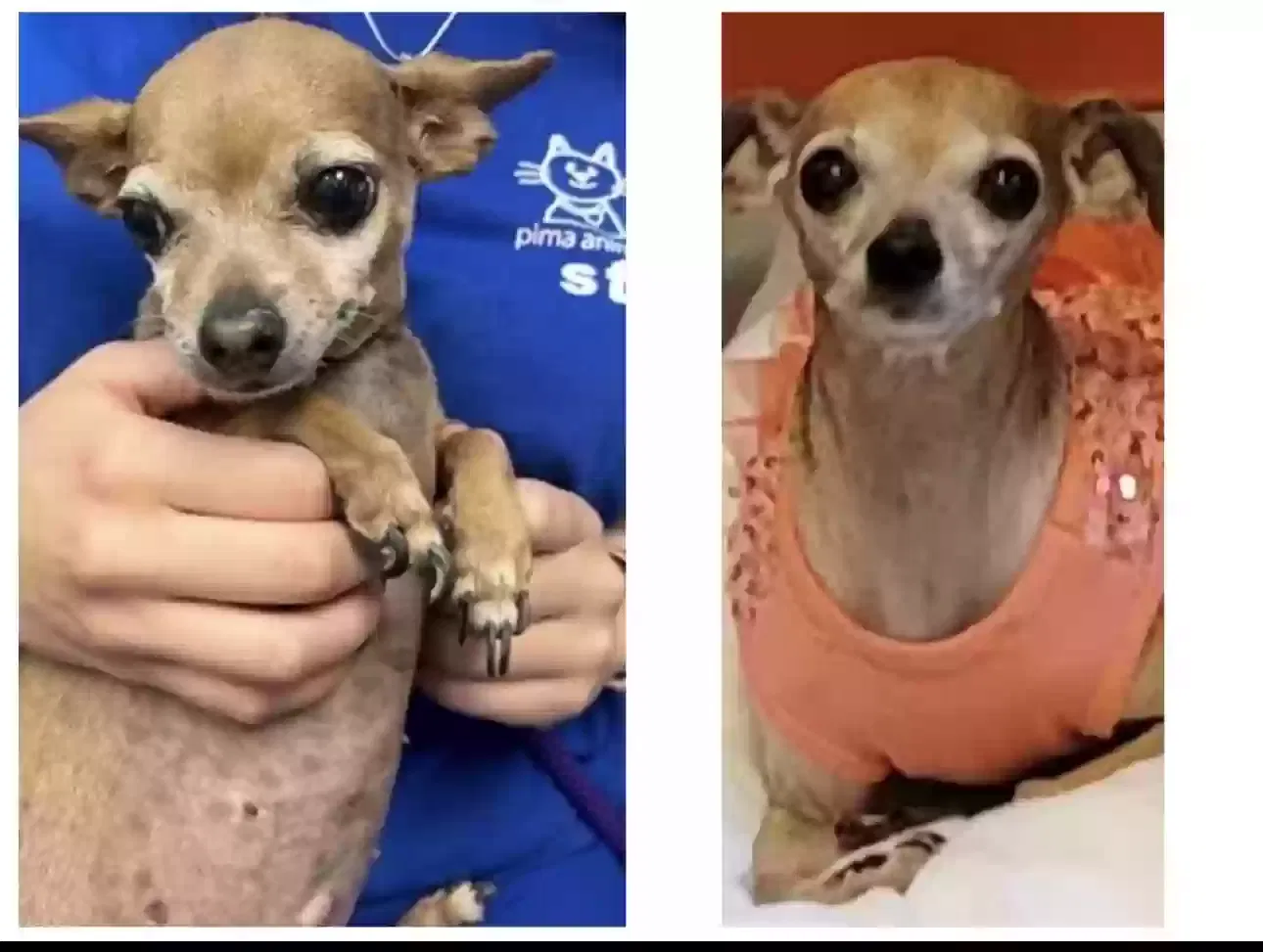 Lost dog in Tucson, AZ, 85741