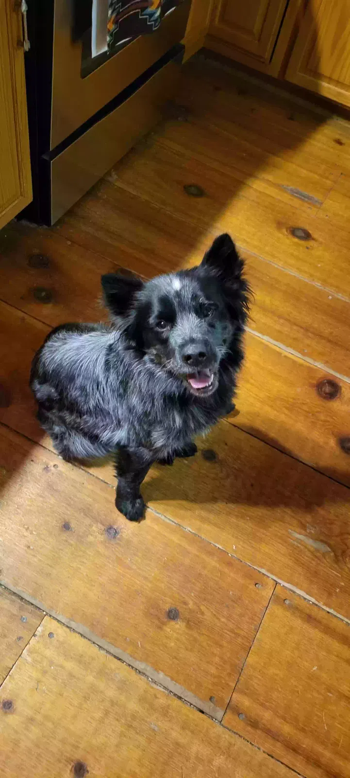 Lost dog in Osawatomie, KS, 66064