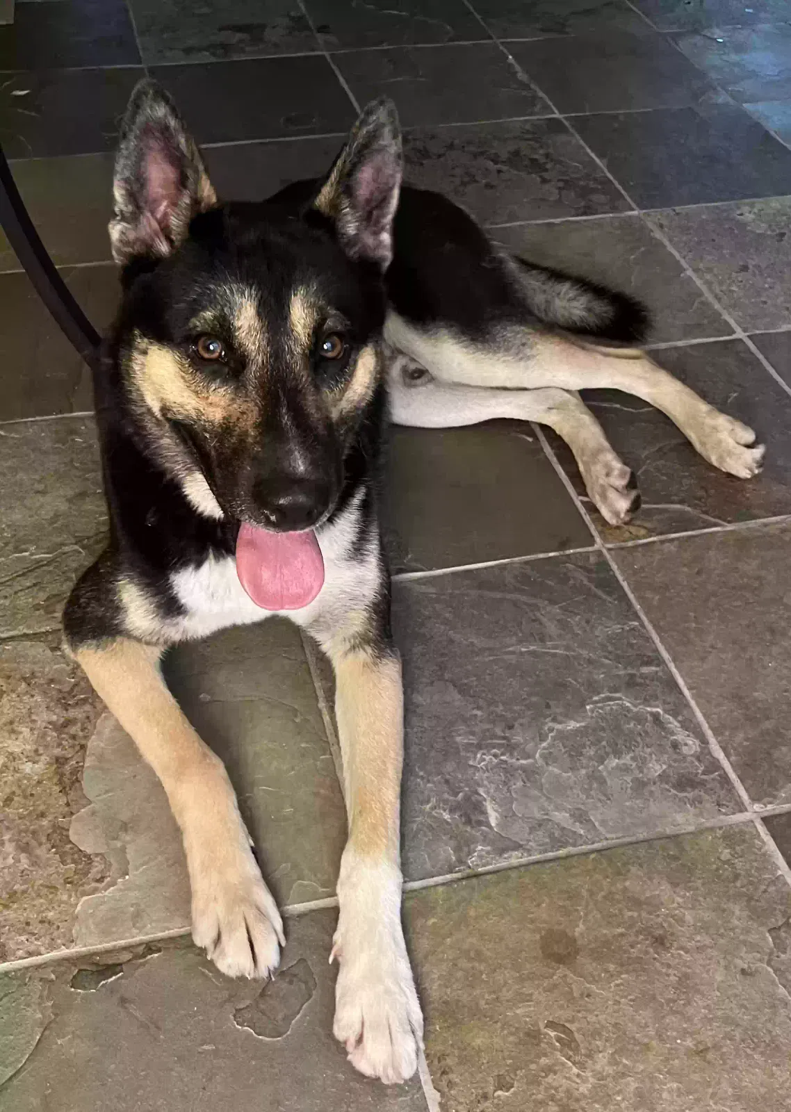 Found dog in Houston, TX, 77055