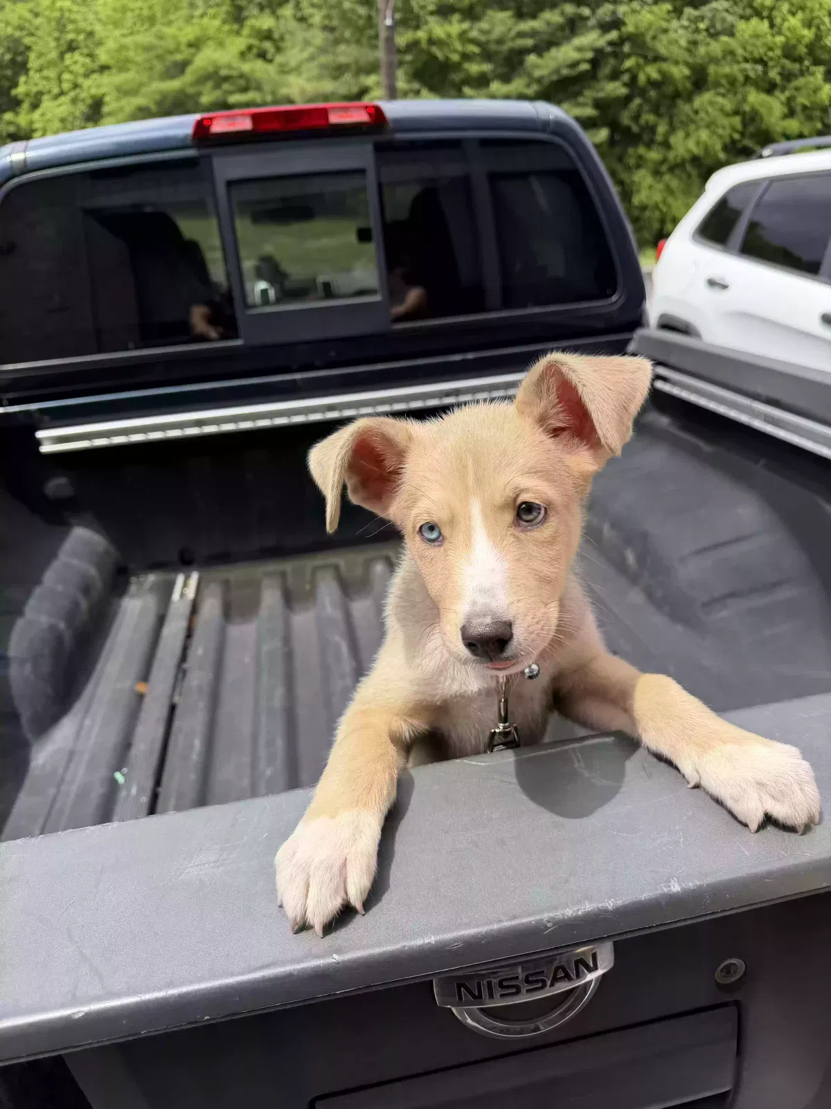 Found Dog