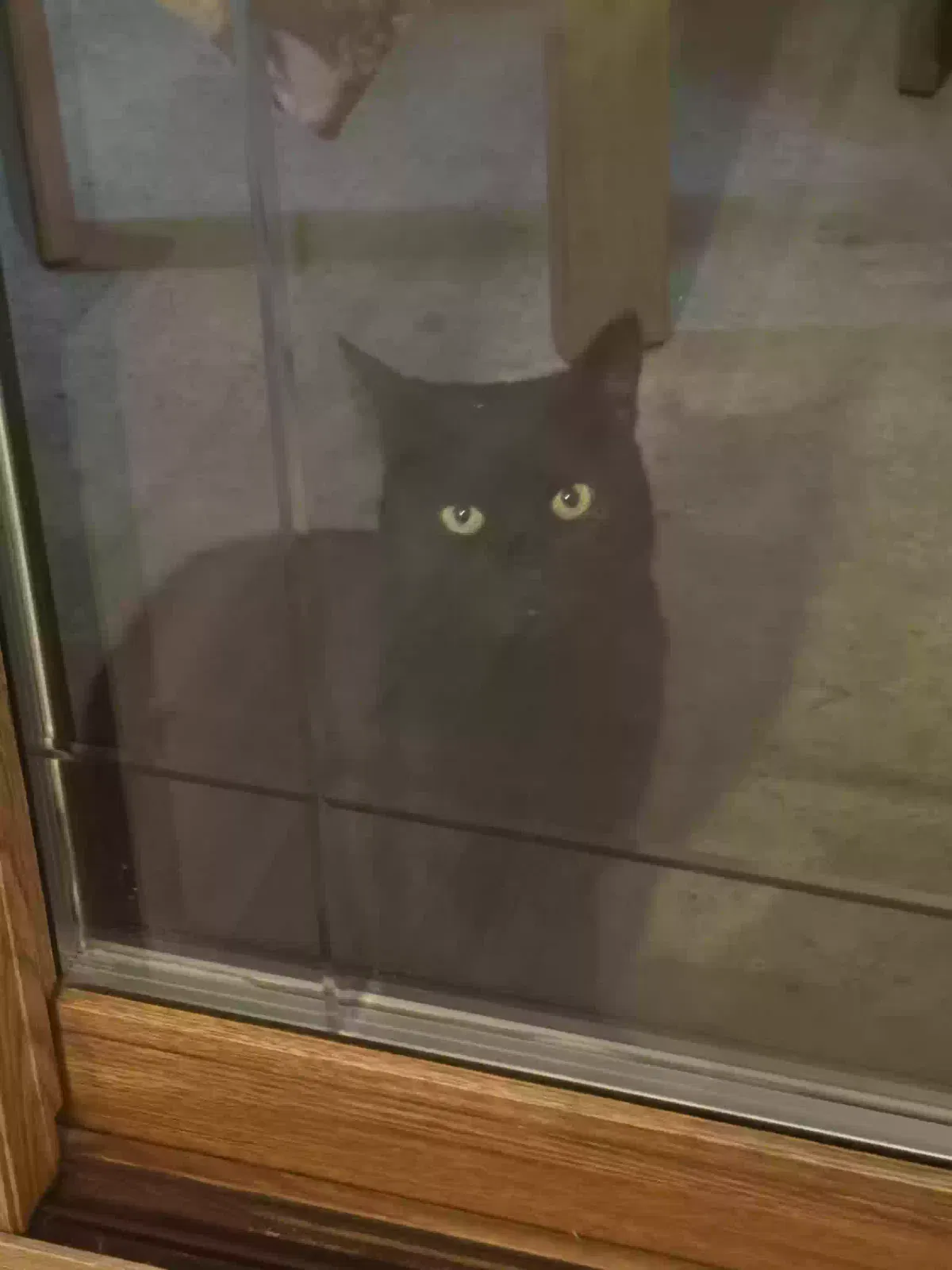 Lost cat in Yorba Linda, CA, 92886