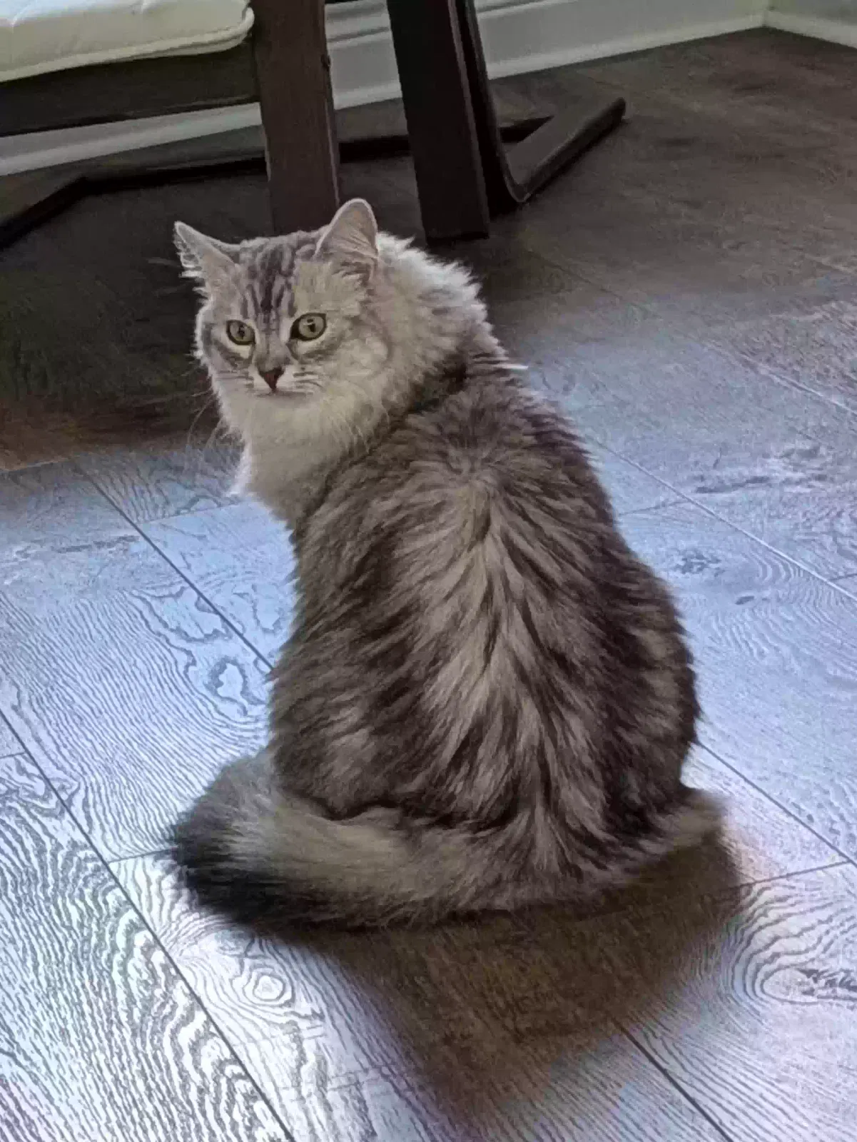 Lost cat in Knoxville, TN, 37919