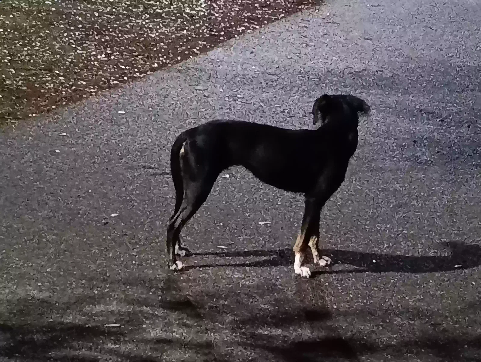 Found dog in Clermont, FL, 34711