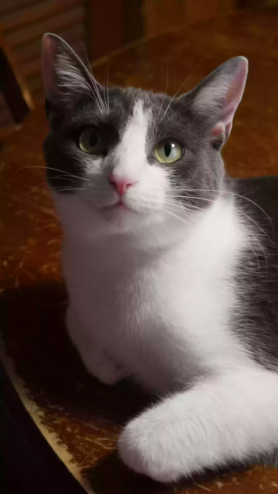 Lost cat in Tallassee, AL, 36078