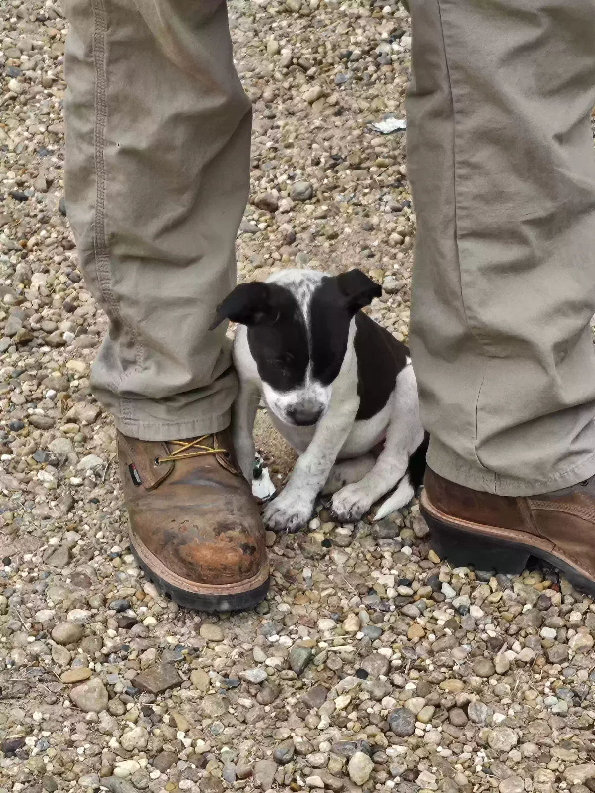Found dog in Pampa, TX, 79065