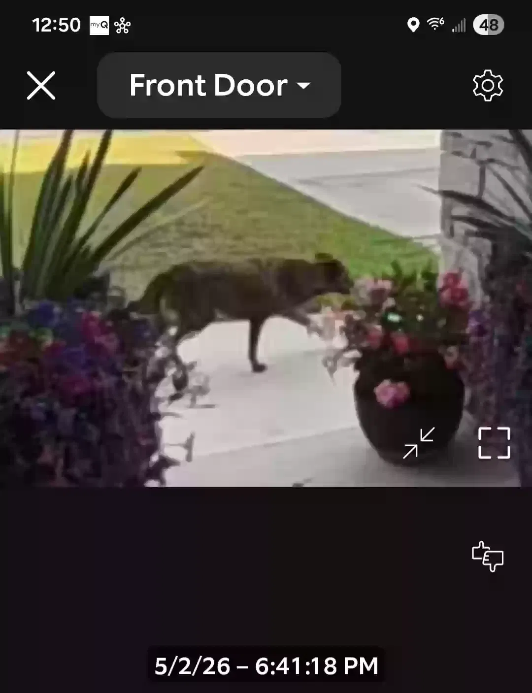 Lost dog in Gilbert, SC, 29054