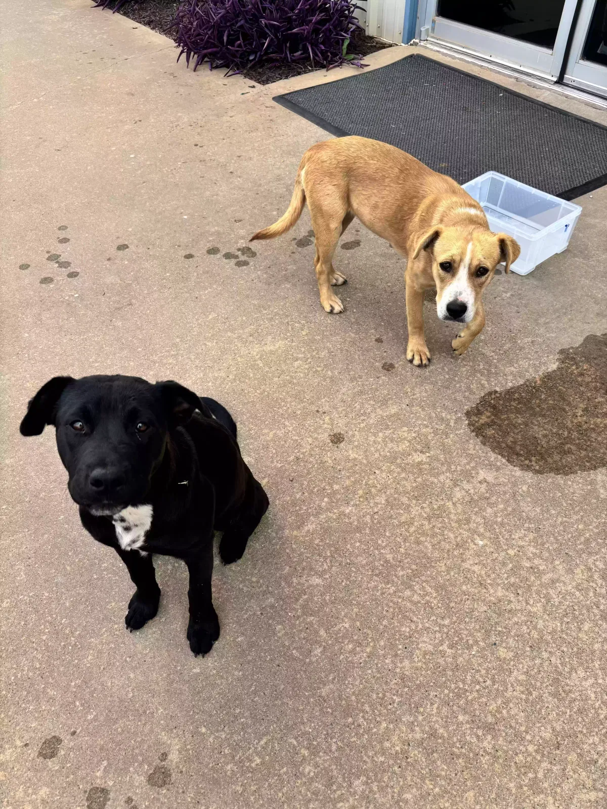Found dog in Clinton, OK, 73601