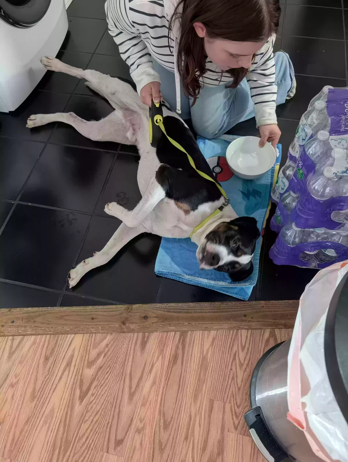 Found dog in Airway Heights, WA, 99001