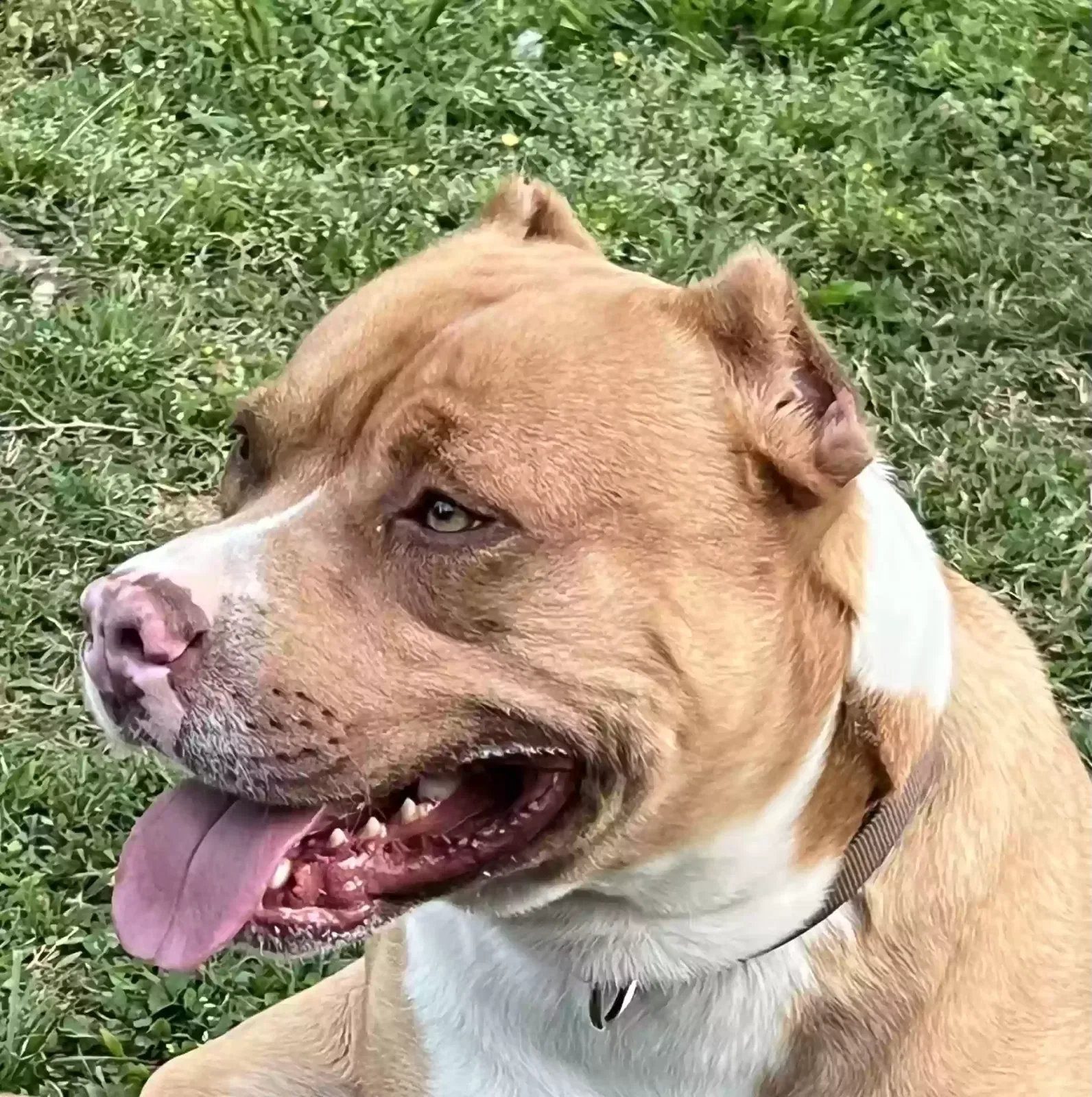 Found dog in Springville, AL, 35146