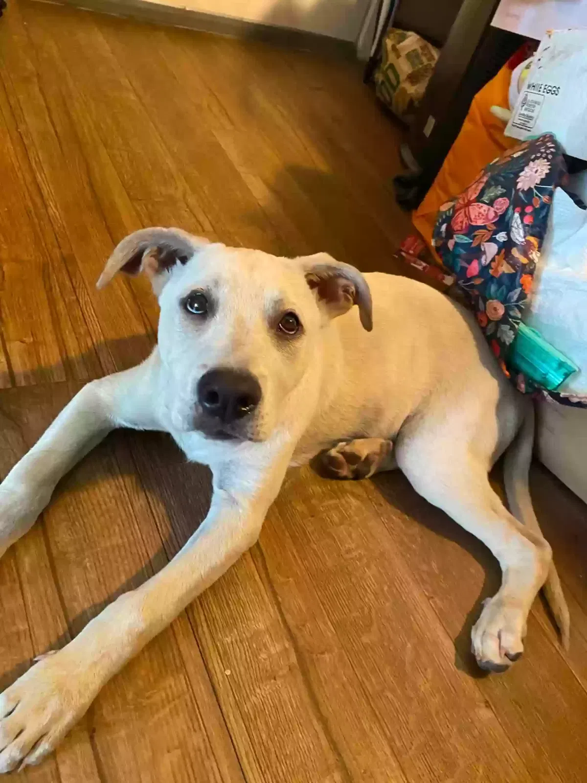 Found dog in Dallas, TX, 75220