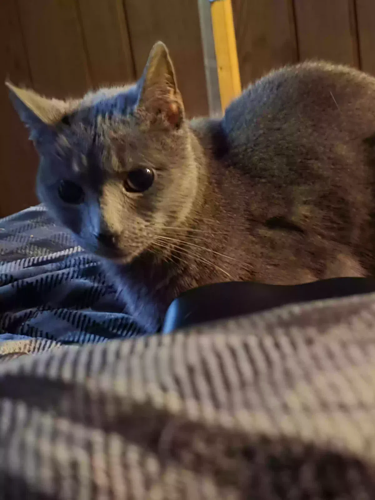Found cat in Tilton, NH, 3276