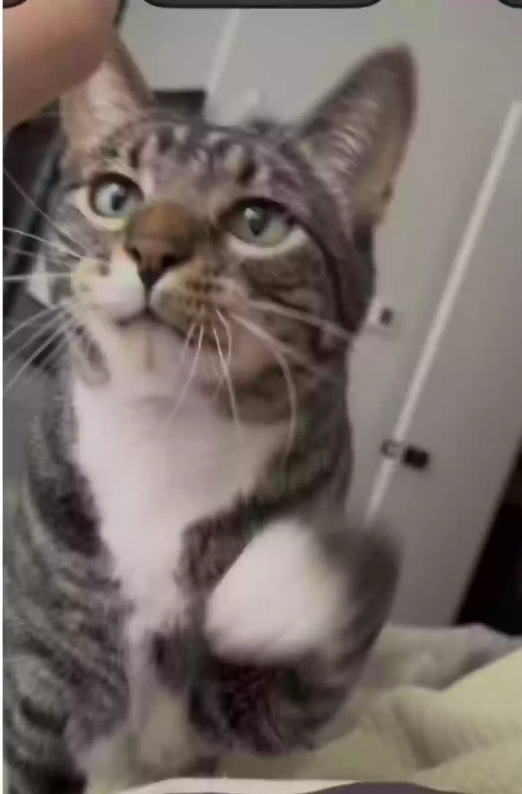 Lost cat in Pueblo, CO, 81007