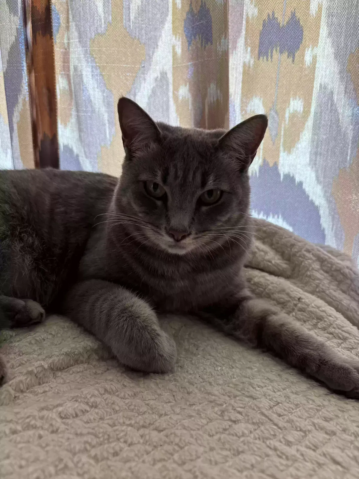 Lost cat in Yucca Valley, CA, 92284