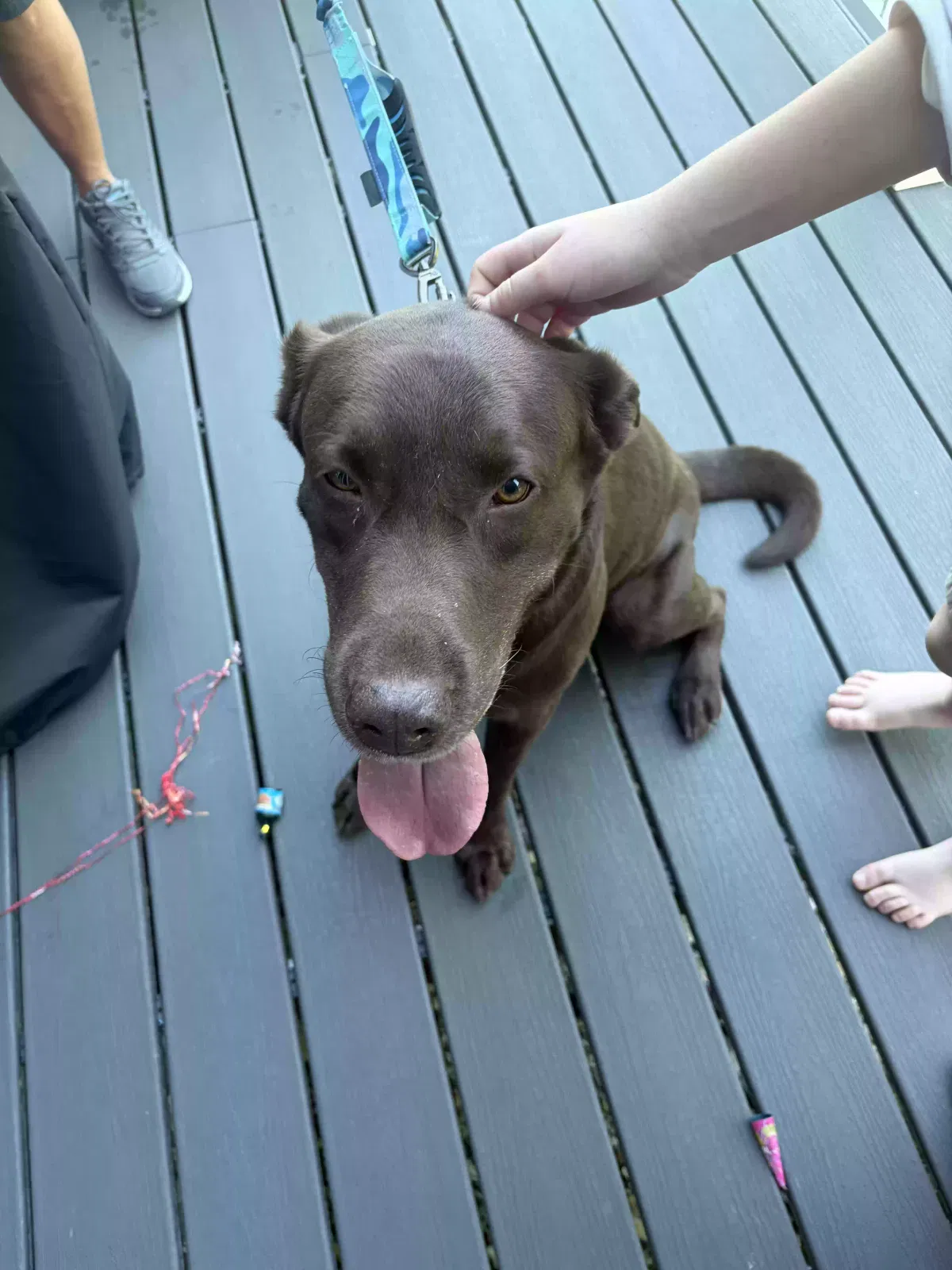 Found dog in Monroe, OH, 45050