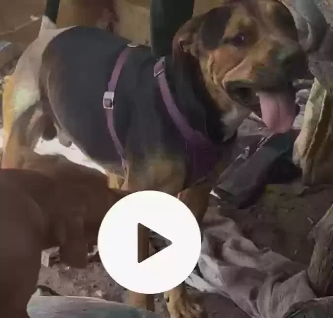 Lost dog in Palm Desert, CA, 92211