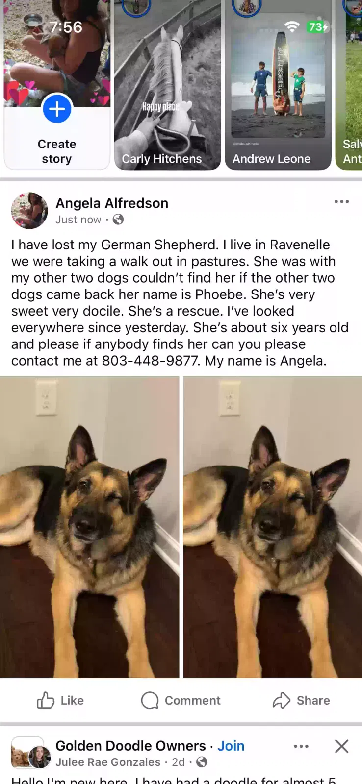 Lost dog in Ravenel, SC, 29470