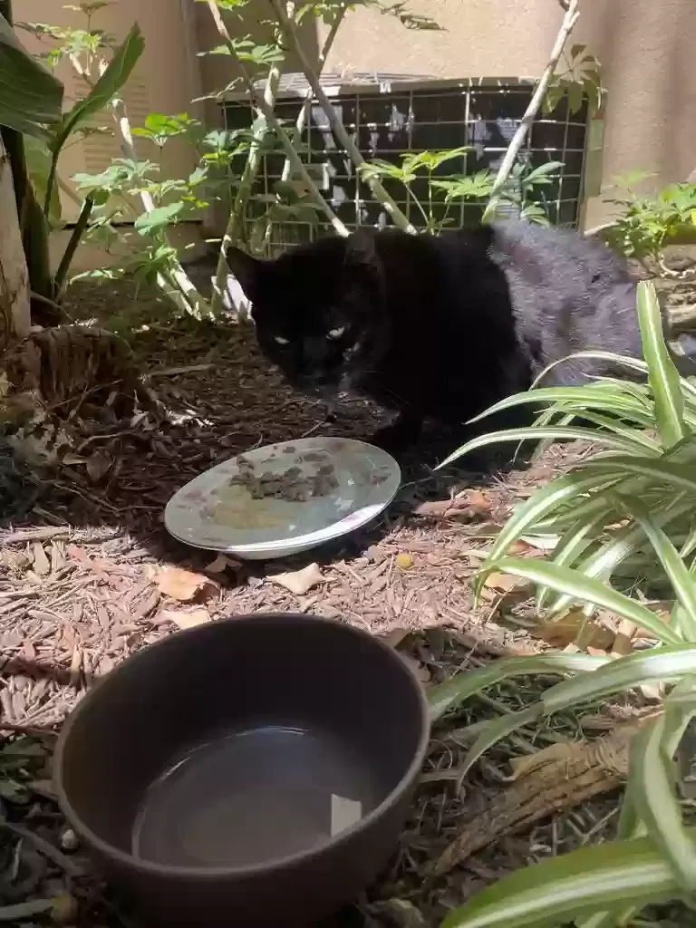 Found cat in Irvine, CA, 92606