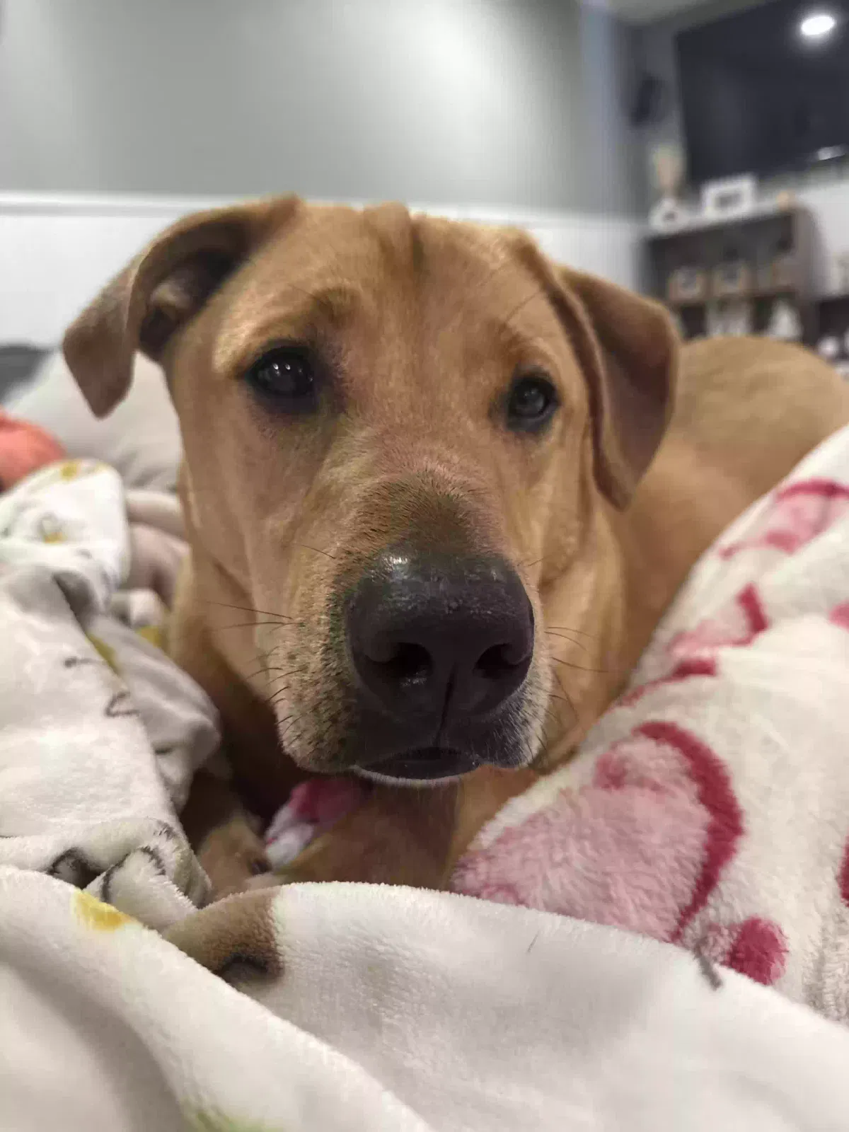 Found dog in Dayton, OH, 45440