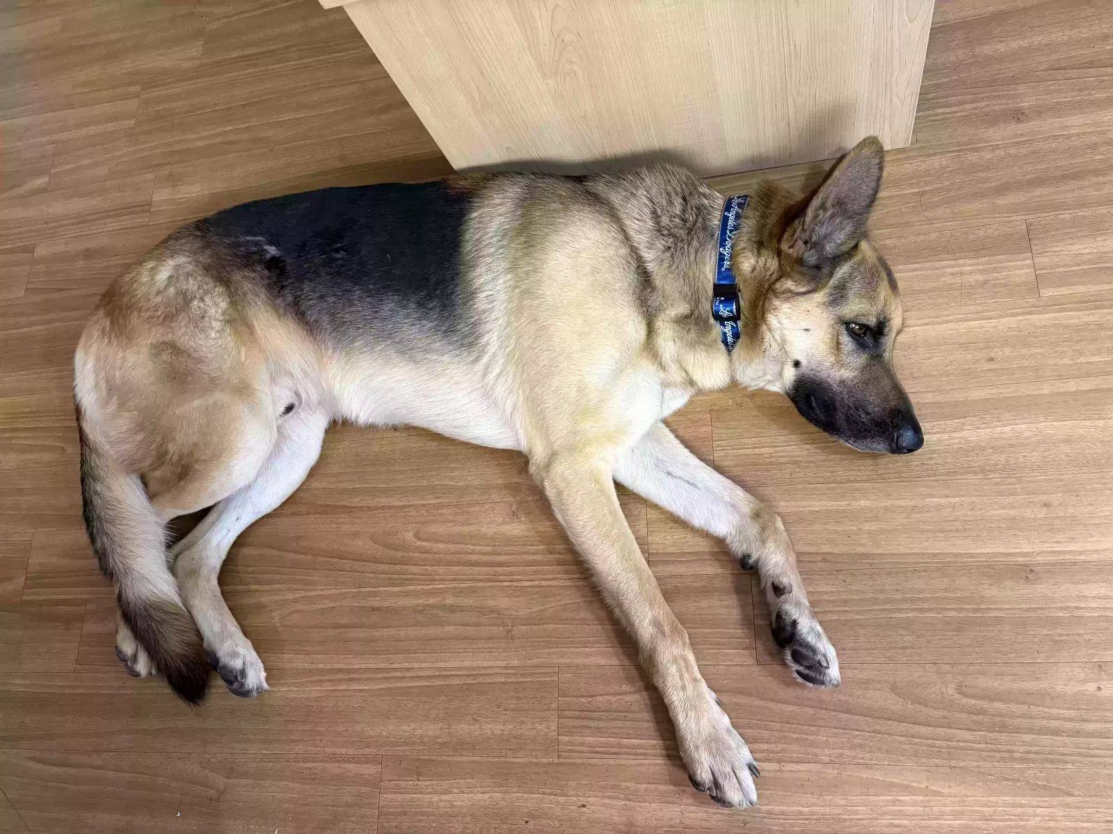 Found dog in Los Angeles, CA, 90089
