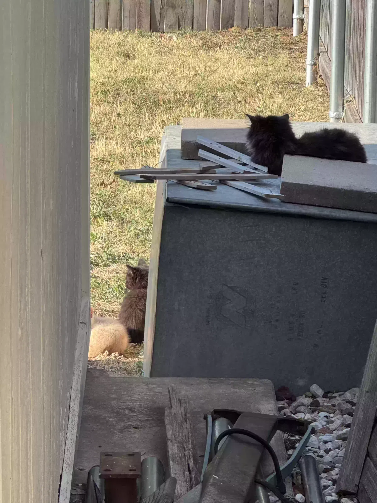 Found cat in Pampa, TX, 79065