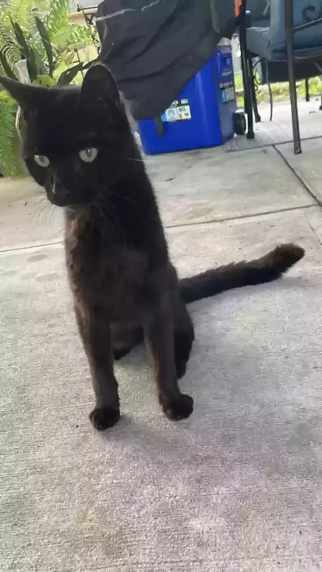 Lost cat in Webster, TX, 77598