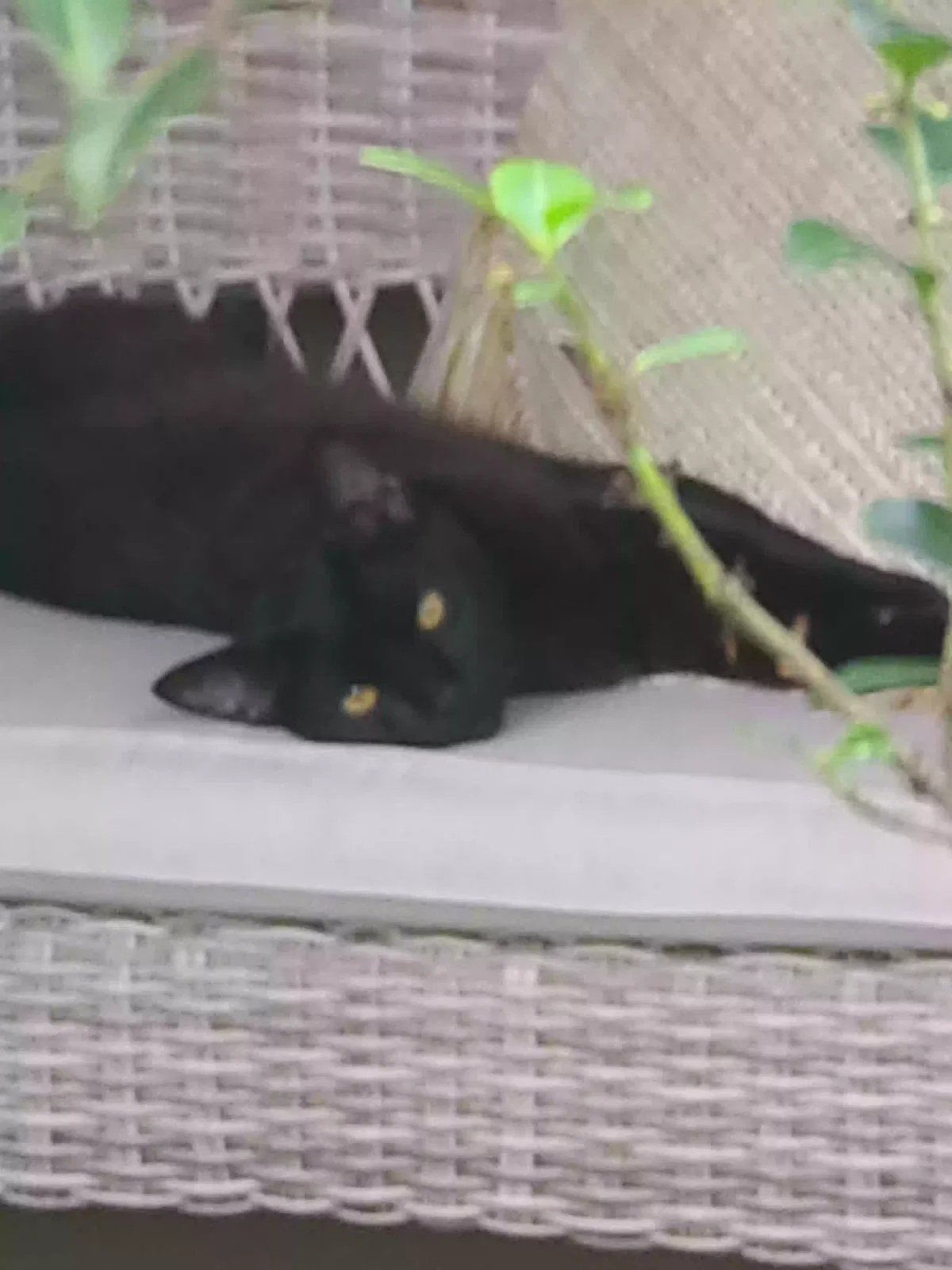 Found cat in Marietta, GA, 30067