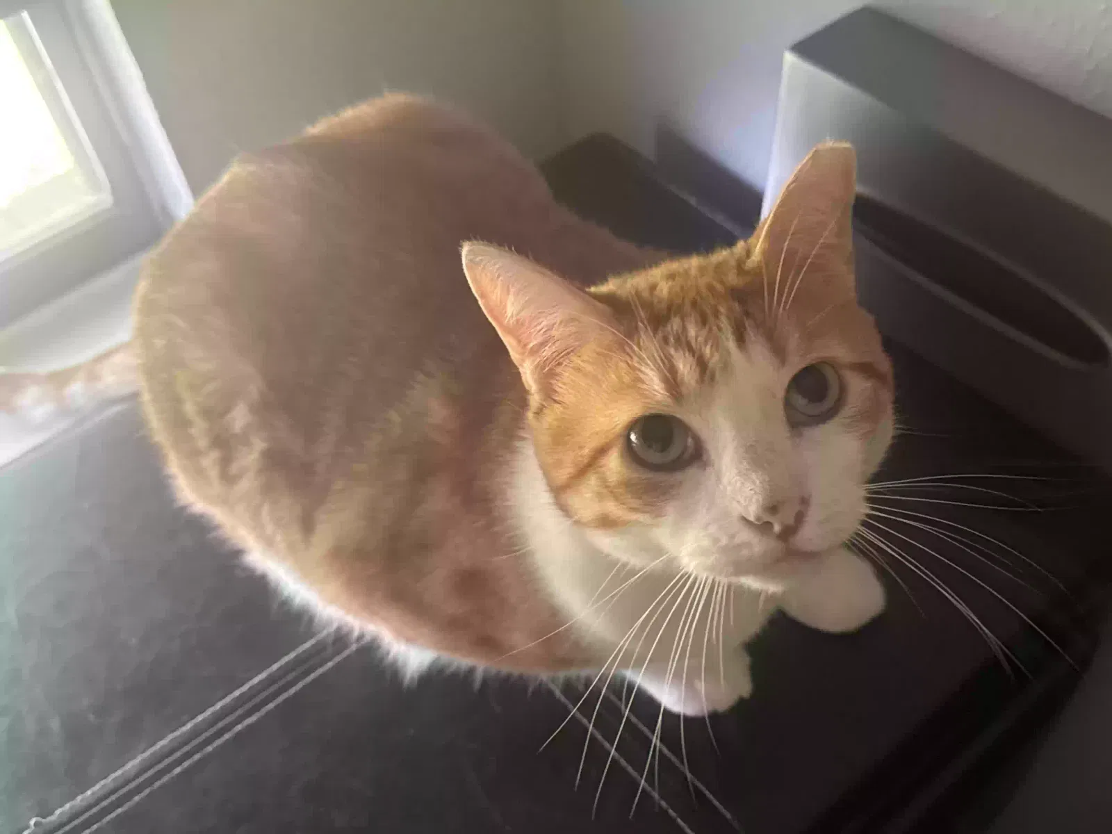 Found cat in Desoto, TX, 75115