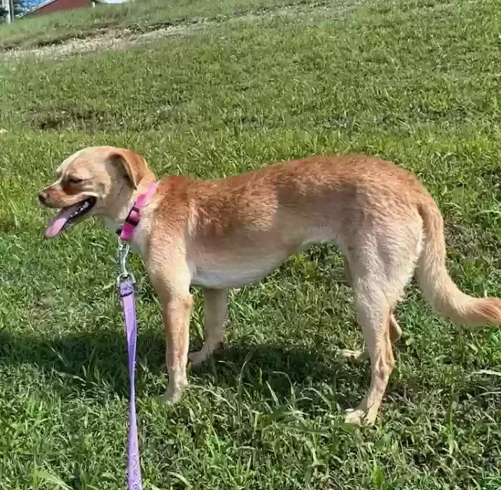 Lost dog in Jackson, TN, 38305